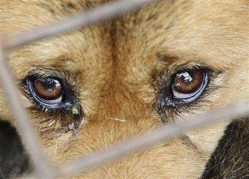 МВД принимает меры против жестокого обращения с бездомными животными