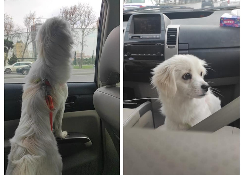 Герой соцсетей: В Баку водитель такси спас брошенную клиентом собаку и выходит с ней на работу – ФОТО