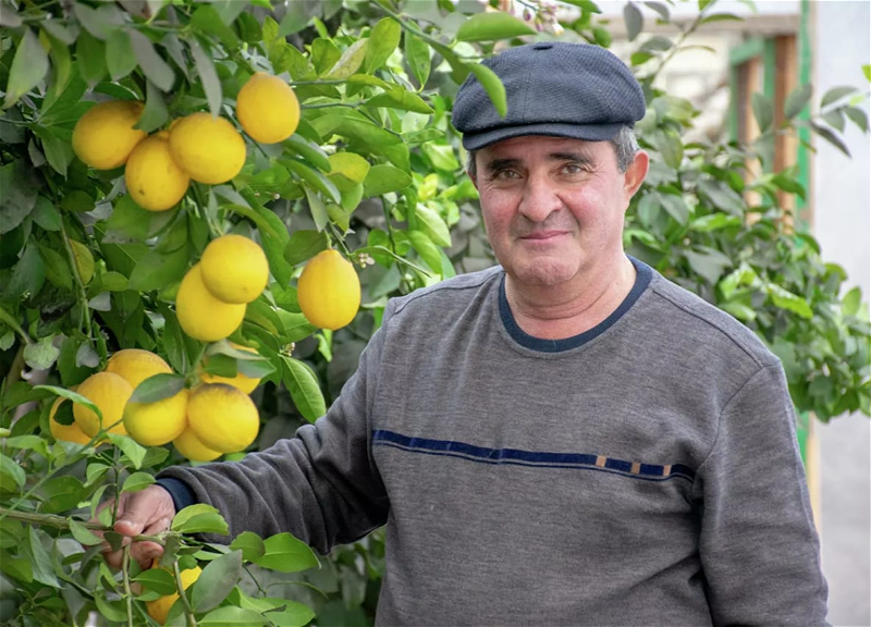 Азербайджанец вывел новый сорт лимонов – ФОТО