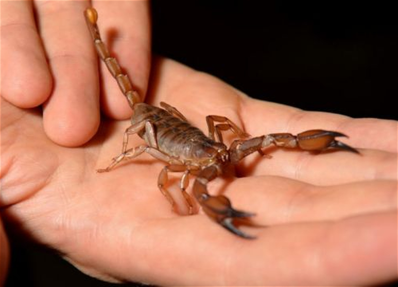 «Отравленные» праздники: В КМЦ обратилось более 140 человек, одного ужалил скорпион