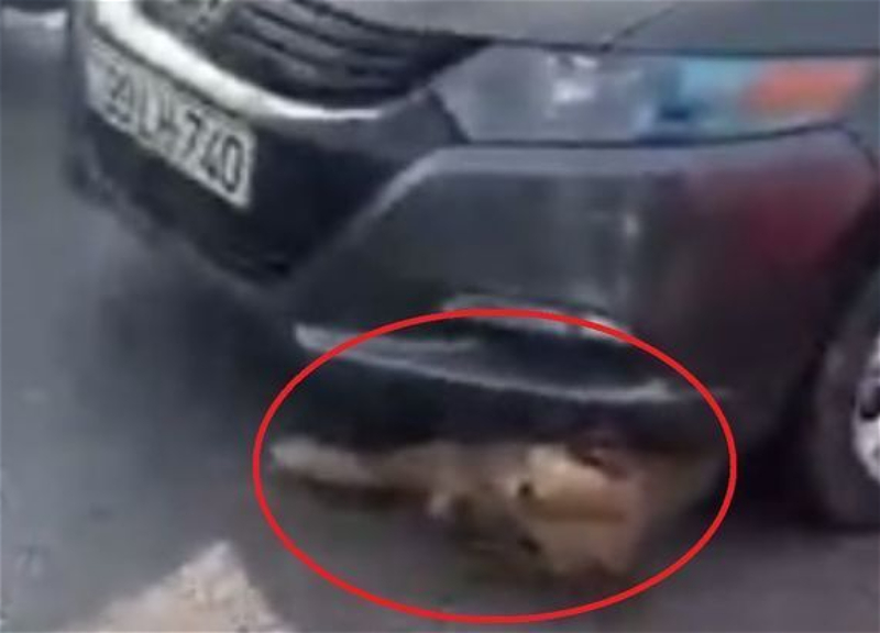 В Баку водитель, являющийся, по утверждениям, высокопоставленным лицом, переехал собаку - ВИДЕО