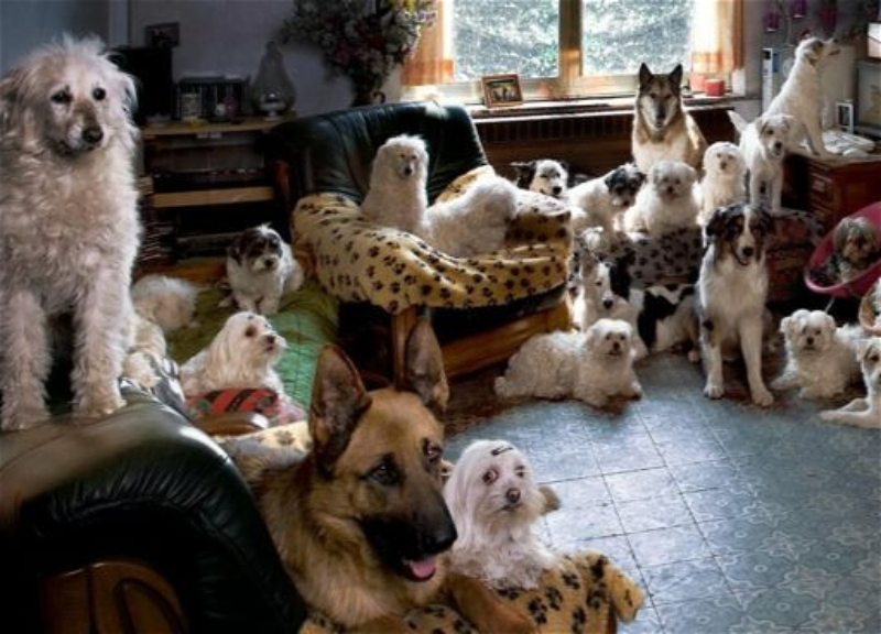В квартире жительницы Тольятти обнаружили 120 собак