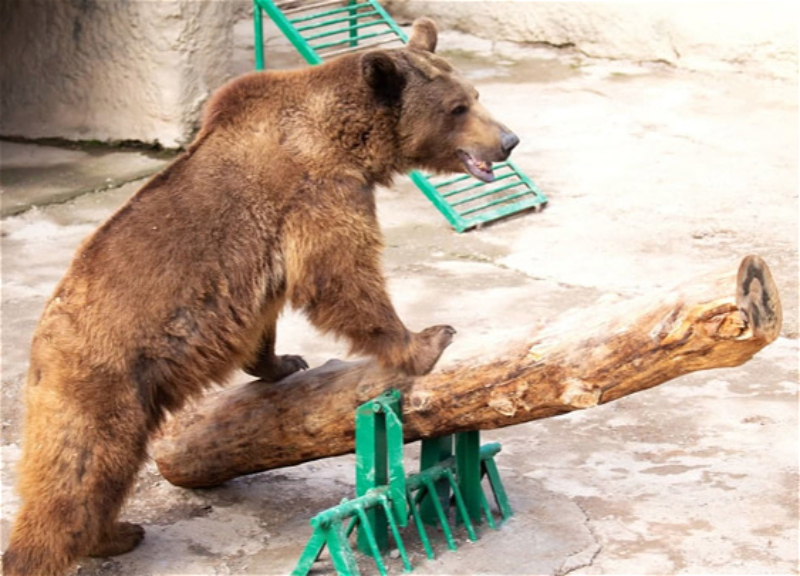 В Ташкенте медведь из Бакинского зоопарка не тронул ребенка, которого сбросила в его вольер собственная мать