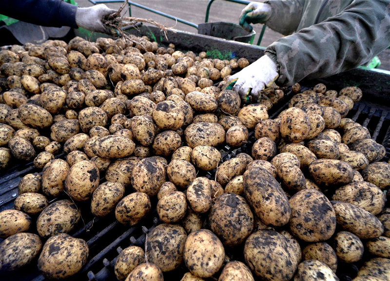 В Товузе из грузовика украли картошку почти на 1300 манатов