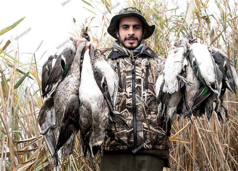 В Азербайджане выявлен сайт, открыто поощрявший охоту на птиц и животных из «Красной книги» - ФОТО