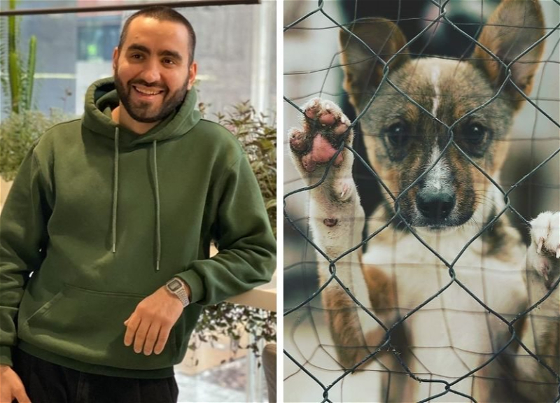 Гуманизм во время войны: Как азербайджанец спасает бездомных животных в Киеве – ФОТО