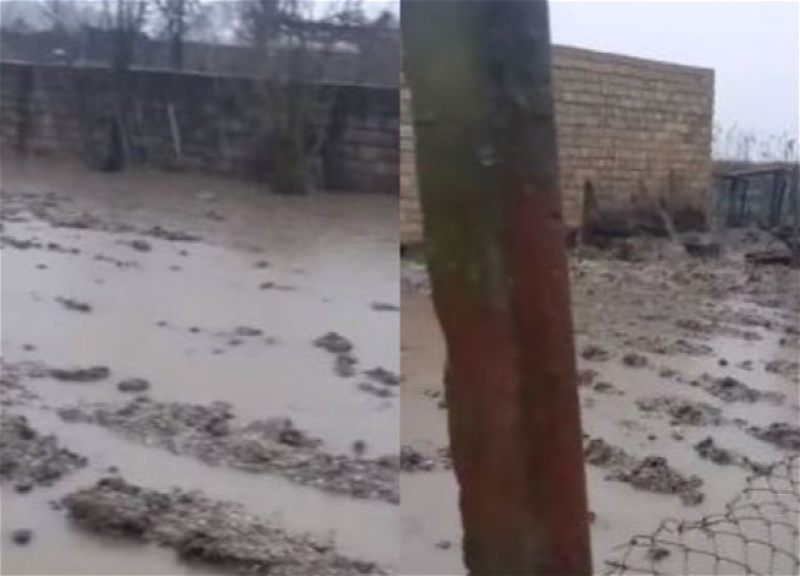 В Масаллинском районе фермер расплакался из-за уничтоженного наводнением посева - ВИДЕО