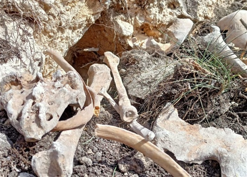 Омбудсмен Азербайджана об обнаружении человеческих останков в селе Фаррух