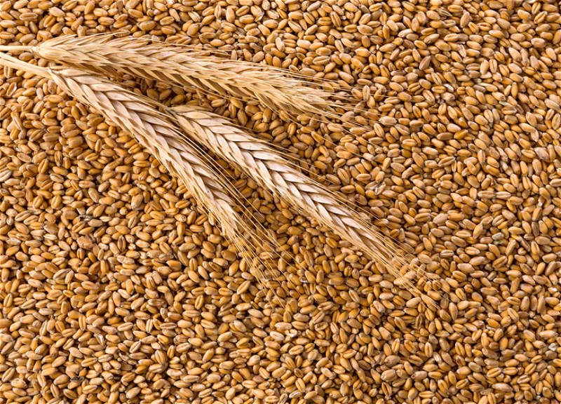 Экспортная пошлина на пшеницу из России с 20 апреля повысится до $110,7 за тонну