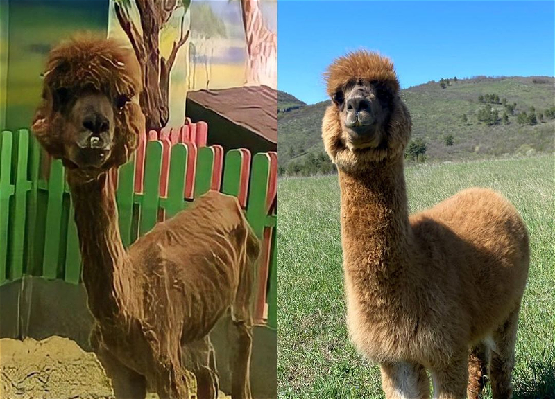До и после: спасенный из контактного зоопарка альпака расцвел на ферме в Шамахе – ФОТО