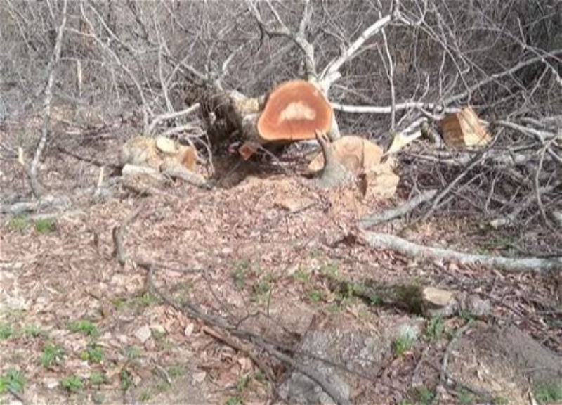 В Ярдымлинском лесу вырубили деревья: Ведется расследование - ФОТО