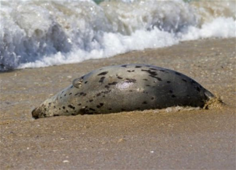 Десятки мертвых тюленей обнаружили на побережье Каспия