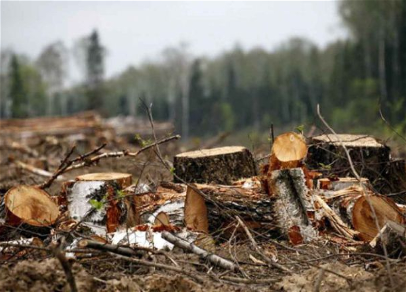 Прокуратура расследует незаконную вырубку деревьев в Габалинском районе