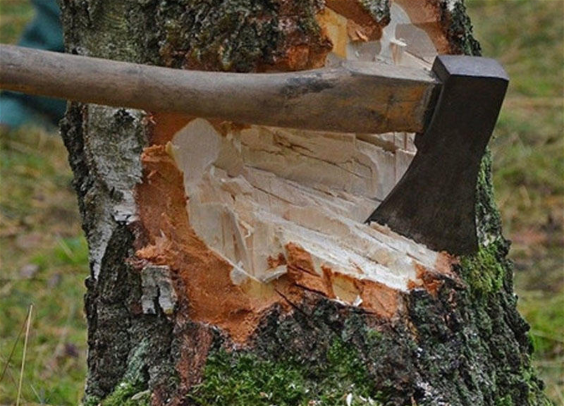 Bakıda qanunsuz ağac kəsilməsi faktı aşkarlanıb