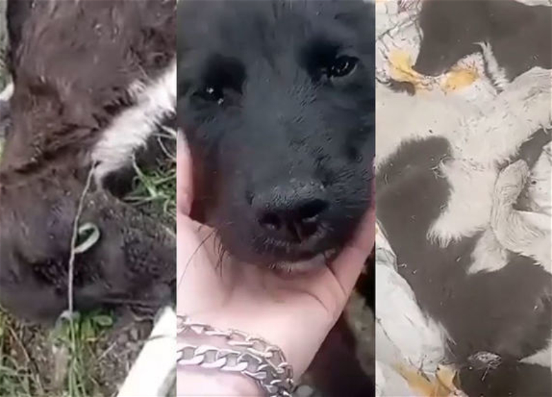В одном из районов Азербайджана зверски расстреляли бродячих собак - ВИДЕО