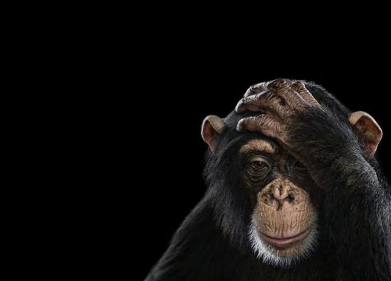 В Италии и Швеции выявили первые случаи заражения оспой обезьян