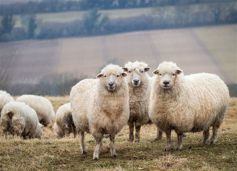 В Баку объявились похитители овец
