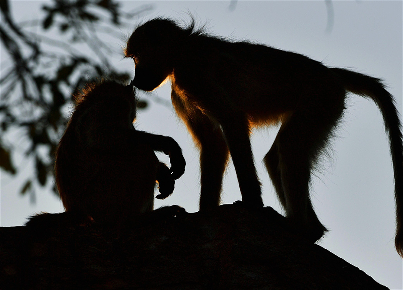 В Чехии выявили первый случай заражения оспой обезьян
