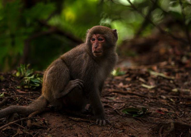 ВОЗ не видит необходимости в массовой вакцинации от оспы обезьян