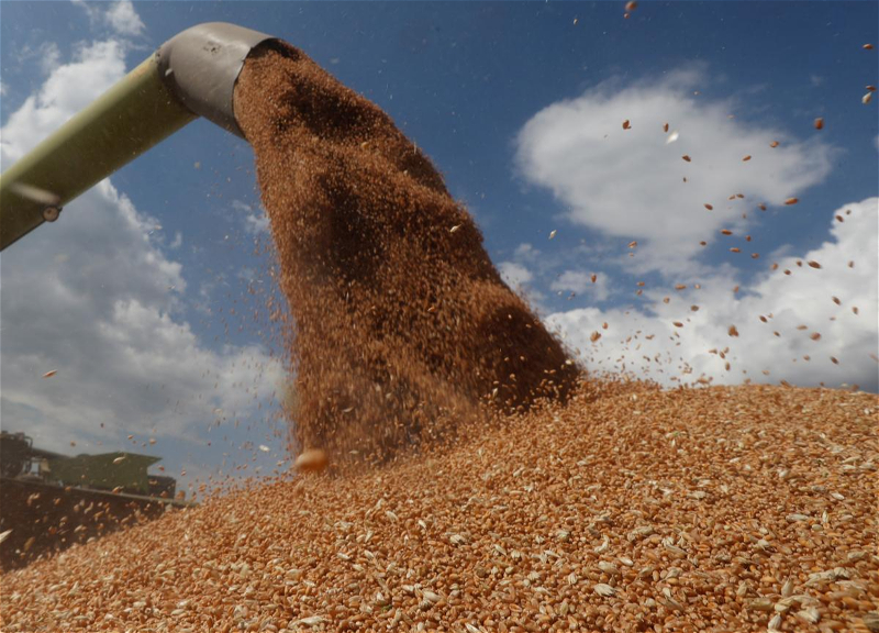 Запасов пшеницы на Земле осталось всего на 10 недель – эксперт при ООН