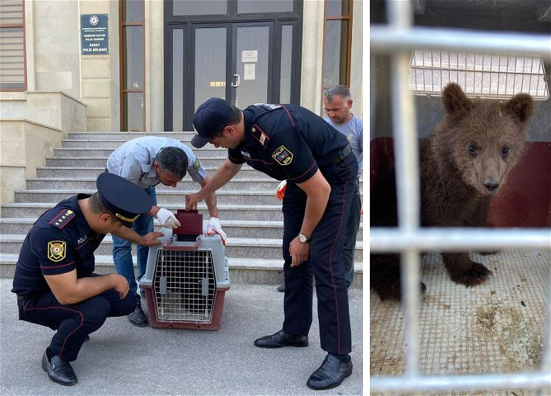 В Азербайджане медвежонок пробрался на территорию частного дома - ФОТО - ВИДЕО