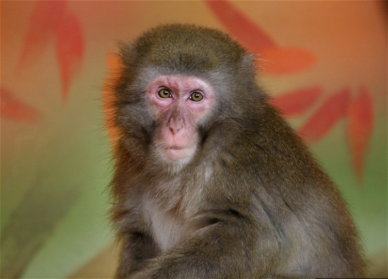 В Азербайджане выявлена обезьянья оспа? - Официальный ответ