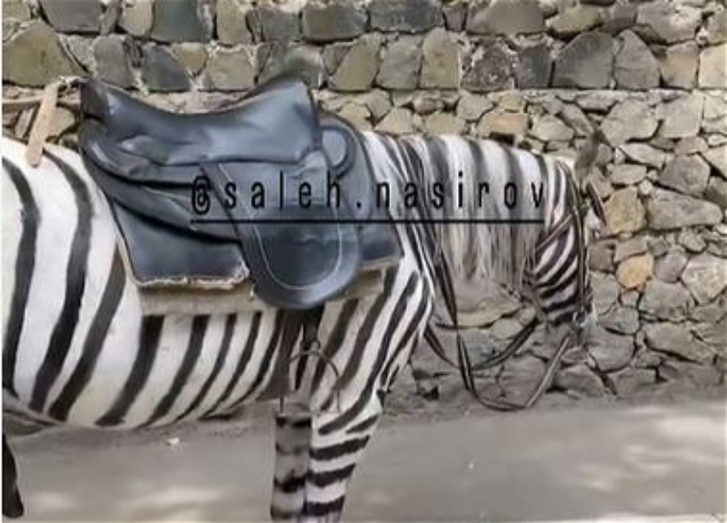 «Креативность» 88 уровня: в Азербайджане коня перекрасили в зебру - ВИДЕО