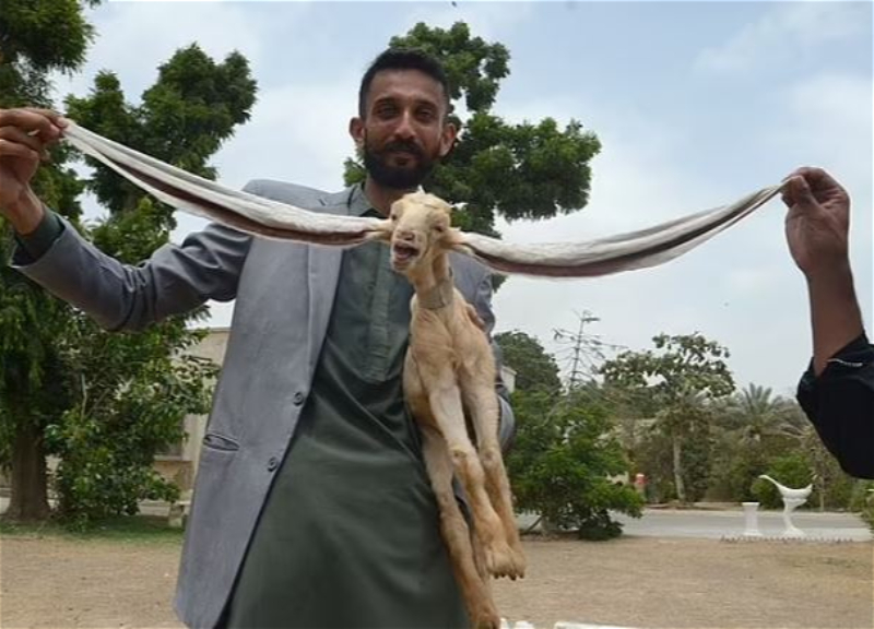 В Пакистане родилась козочка с необычайно длинными ушами - ФОТО