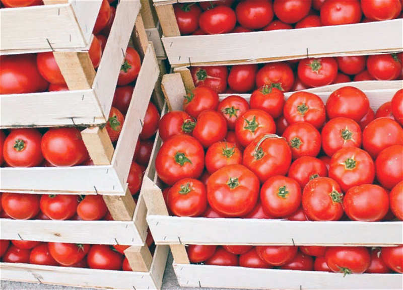 Россия вернула в Азербайджан 47 тонн помидоров