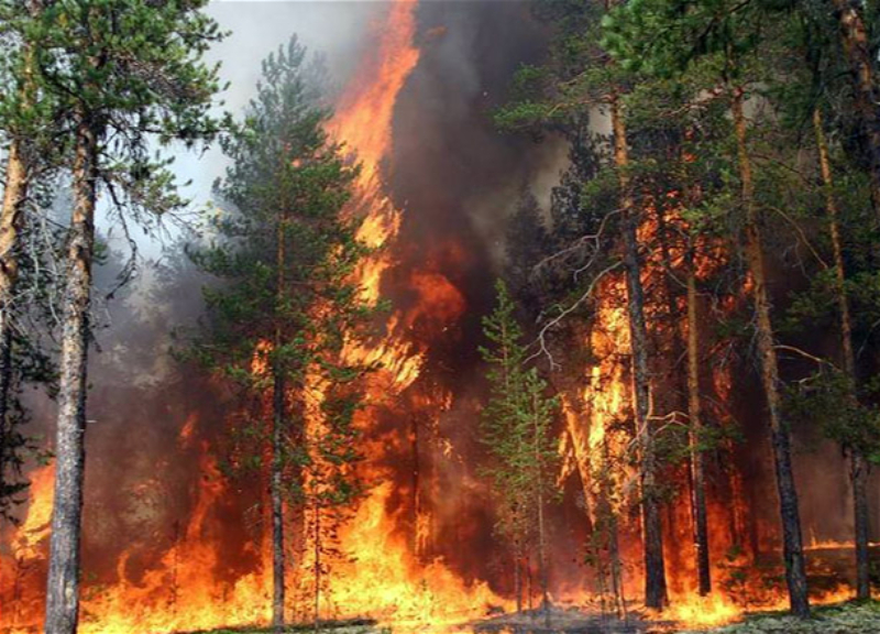 Лесные пожары на юго-западе Турции полностью взяты под контроль - министр
