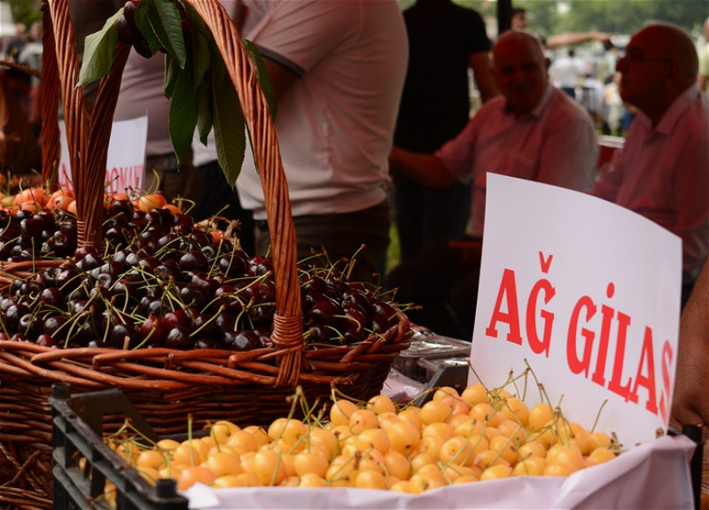 В Азербайджане впервые проходит фестиваль вишни и черешни - ФОТО