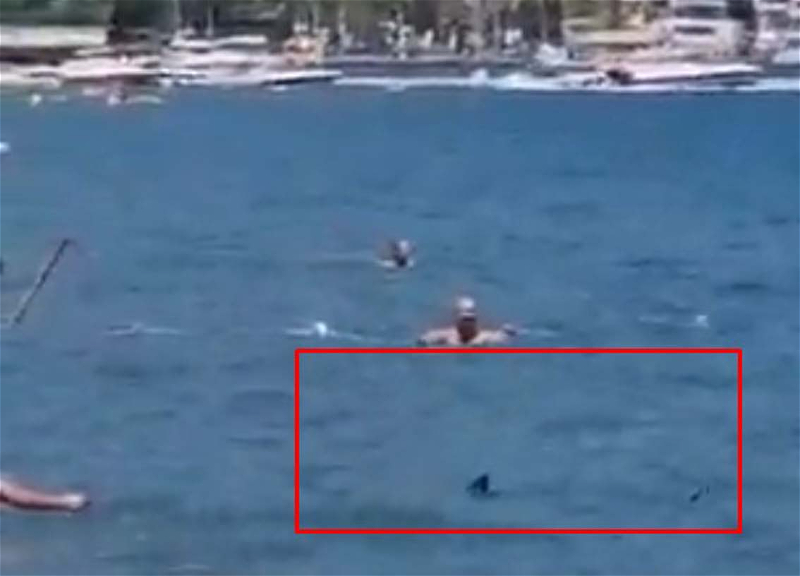 Паника на популярном турецком курорте: К берегу приплыла акула – ВИДЕО - ФОТО