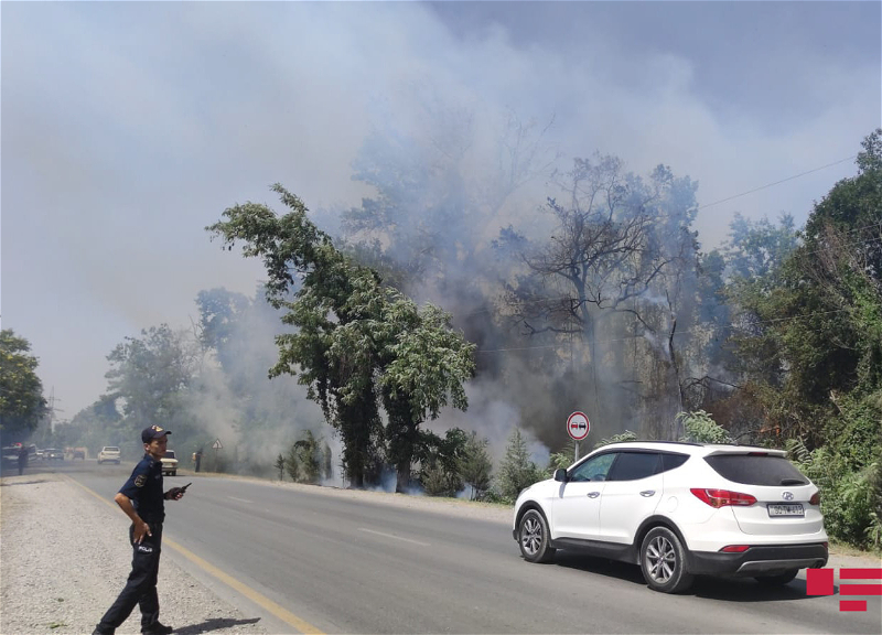 В Хачмазском районе горит лес – ФОТО – ВИДЕО