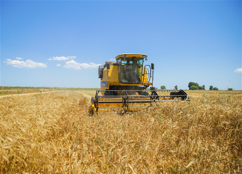 В Азербайджане собрано свыше 790 тыс. тонн пшеницы