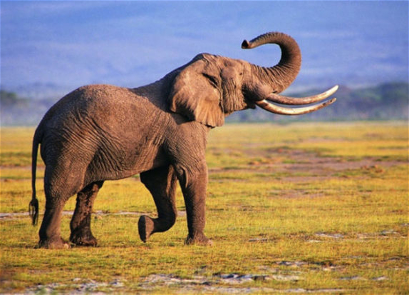 В Мозамбике дикие слоны убили пять человек