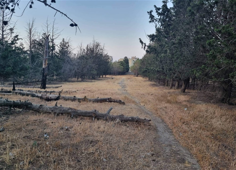 В поселке Бакиханова исчезает лесной массив - ФОТО
