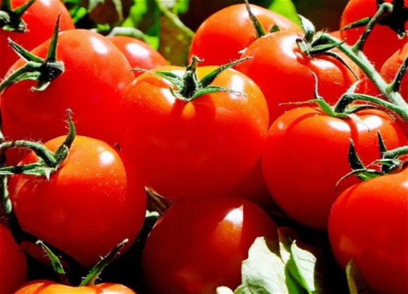 Почему в Азербайджане подорожали помидоры? – ВИДЕО