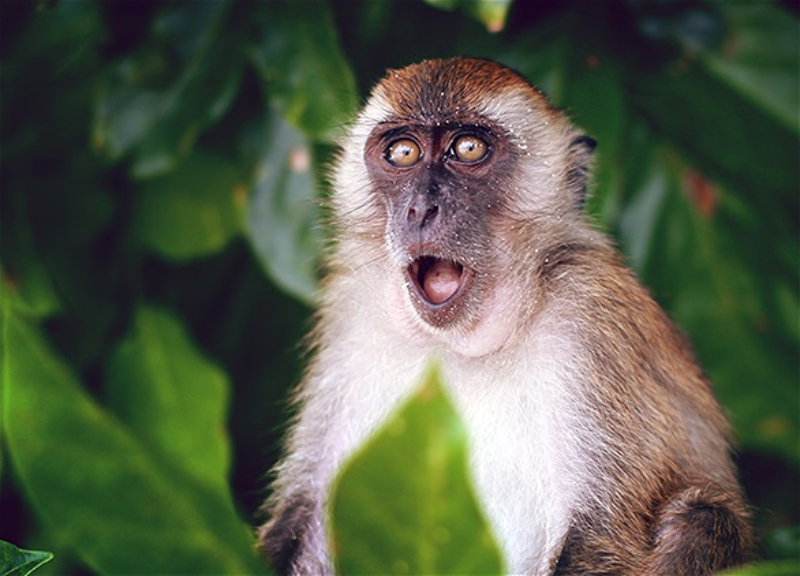 В ВОЗ рассказали, как можно остановить распространение оспы обезьян