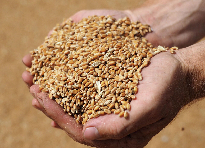 В Азербайджане определена государственная закупочная цена продовольственной пшеницы