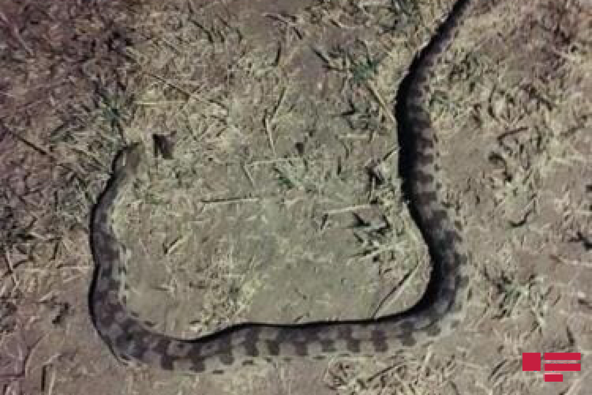 Нашествие змей. Змея в Азербайджане. Змея в селе.