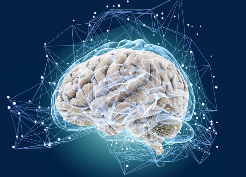 ВОЗ призывает расширить исследования в сфере оптимизации здоровья мозга