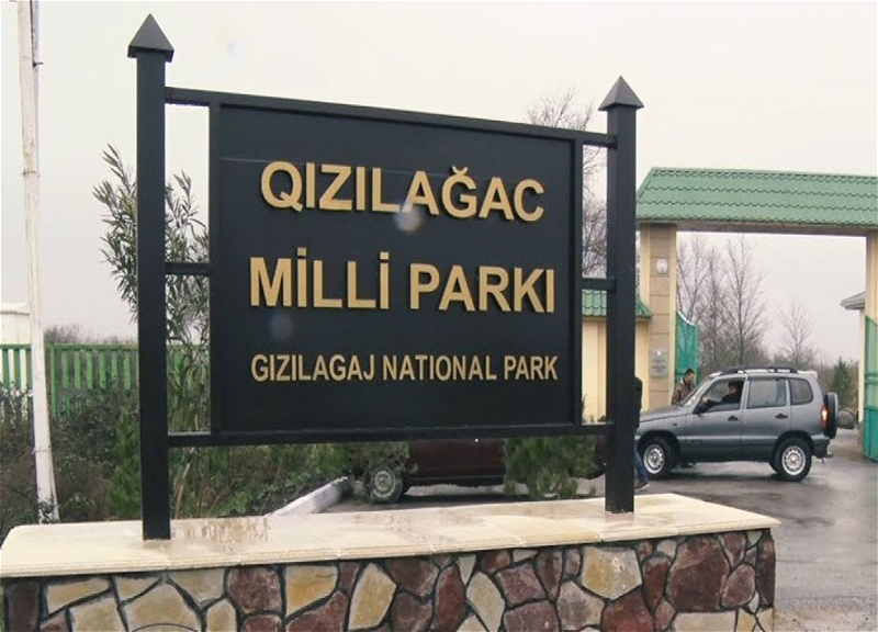 Qızılağac Milli Parkının mühafizə rejimini pozan şəxs saxlanılıb