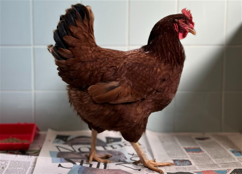 Экологи обнаружили опасное вещество в яйцах домашних кур