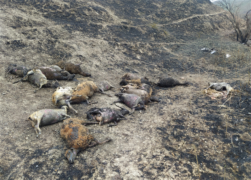 Черные руины домов, погибшие животные, сгоревшие поля: В Шабране и Губе все еще полыхают лесные пожары - ФОТО