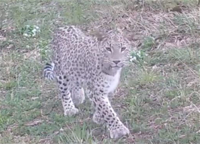 В Гирканском парке в объектив камеры попал леопард - ВИДЕО