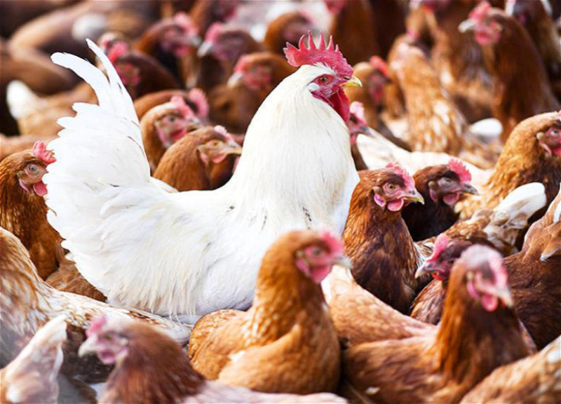 Азербайджан ограничил импорт продукции птицеводства из Нидерландов