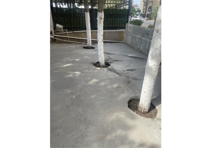 Yasamalda kafenin həyətində ağacların dibi betonlanıb