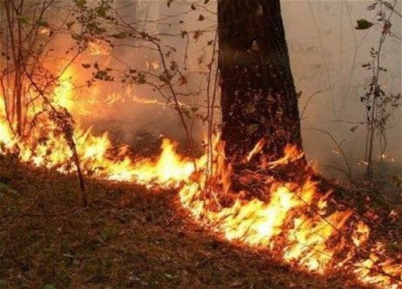 Пожар в горно-лесистой местности в Хызы потушен - ОБНОВЛЕНО