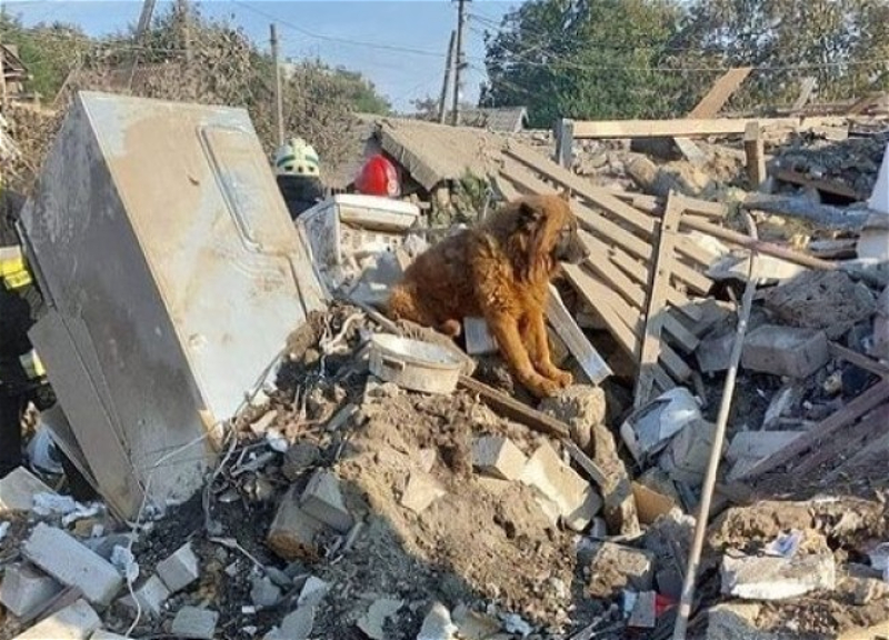 Сидел и плакал: в Днепре спасли раненого пса на месте, где погибли его хозяева – ВИДЕО