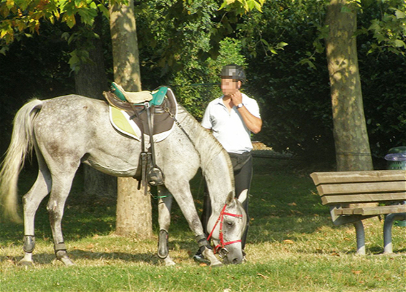 Пьяный мужчина прогуливался верхом на лошади в бакинском парке